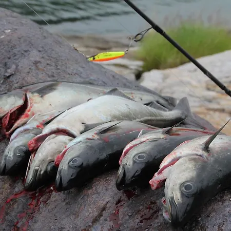 Campingplasser Cool Cabins, Sandhornøy Lekanger