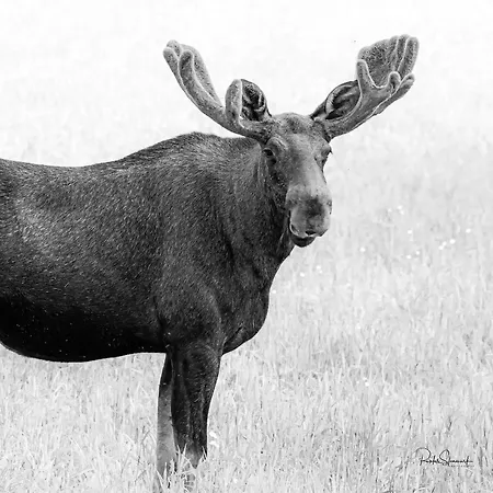 Cool Cabins, Sandhornøy *